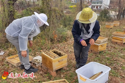 蜂农现甩蜂蜜真吗(蜂农的蜂蜜卖给谁了)