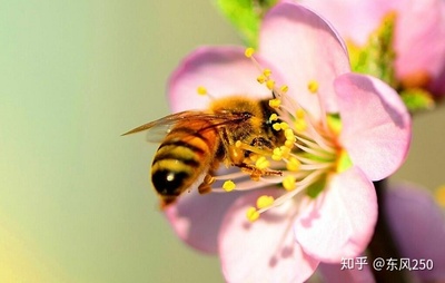 真蜂蜜到底多少钱一斤啊(真蜂蜜到底多少钱一斤啊图片)