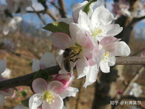 购买野生蜂蜜犯罪吗(野生蜂蜜犯法吗)