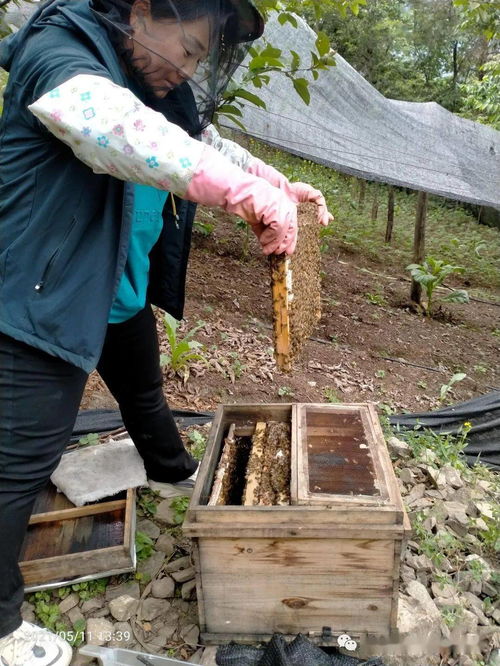 中蜂蜂群怎么购买蜂蜜的(中蜂怎么分群最好)