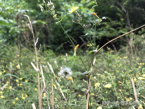 野蜂蜜购买渠道有哪些地方(野蜂蜜市场价格是多少钱一斤)