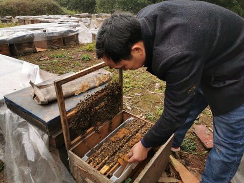 马路上养蜂的是真蜂蜜吗(马路上养蜂的是真蜂蜜吗视频)