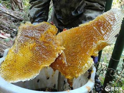 真蜂蜜野蜂蜜好卖吗(买野生蜂蜜)