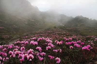 怎么判断真野蜂蜜(怎么判断真野蜂蜜和假蜂蜜)