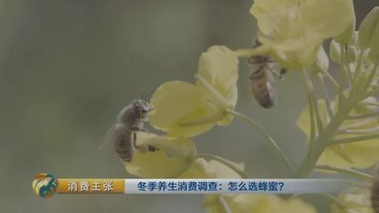 怎样识别真蜂蜜的视频(怎样识别真蜂蜜的视频教学)