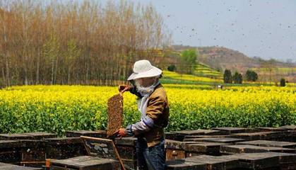 农家真蜂蜜热量高吗(农家纯蜂蜜多少钱一斤)