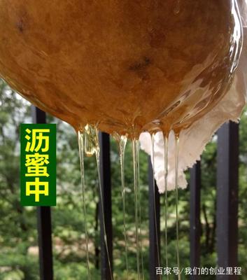 真蜂蜜食品标准号(真蜂蜜执行标准)