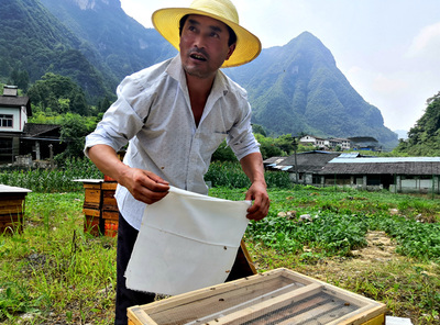 道真卖蜂蜜(谁能提供买真蜂蜜的地址)