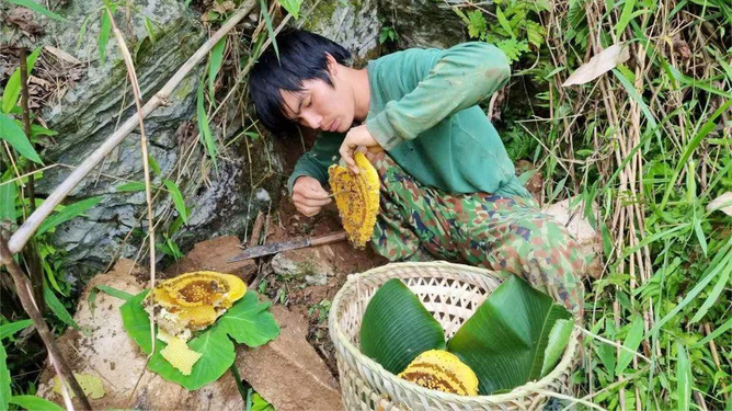 树上摘真蜂蜜能吃吗图片(树上割下的野蜂蜜能直接吃吗)