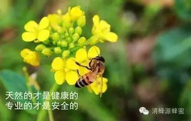 喝真蜂蜜能降血压吗百度百科(喝真蜂蜜能降血压吗百度百科图片)