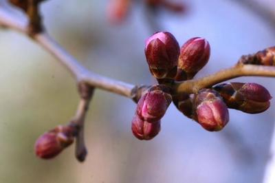 吃真蜂蜜为健康(吃蜂蜜好在哪?)