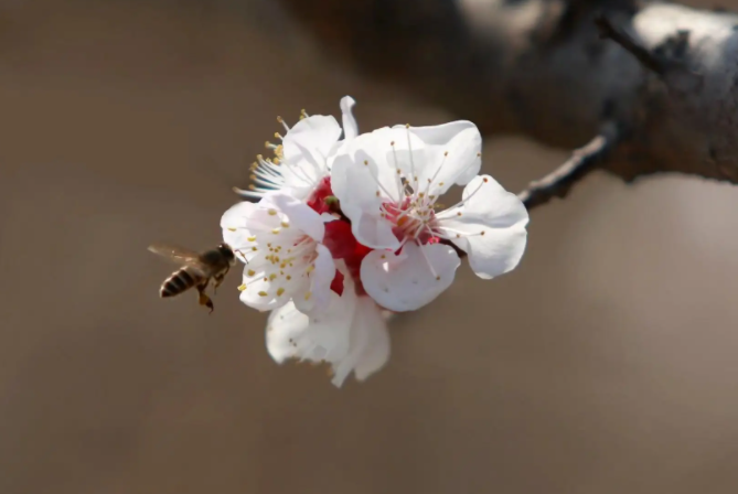 土蜂蜜真白(土蜂蜜表层的白色物质是什么,能食用吗?)