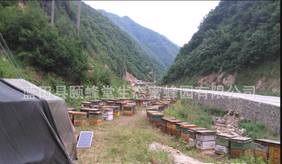 蓝田哪里卖真蜂蜜地址(蓝田药店)