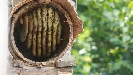 假蜂蜜真骗局揭秘图片高清(市面上的假蜂蜜是什么原料做的?)