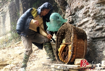 龙山哪有真蜂蜜(龙山特产)