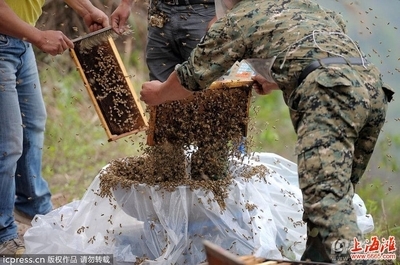 真蜂蜜为什么这么难卖出去(为什么真蜂蜜不好卖)