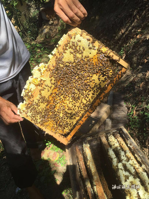 卖散蜂蜜卖的蜂胶真吗(卖散装蜂蜜需要办什么手续)