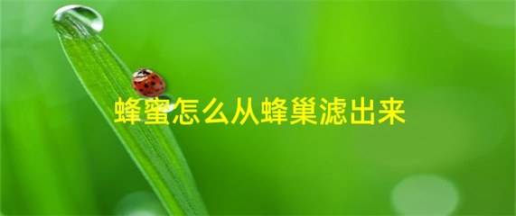 真蜂蜜摇晃会有蜂巢的样子(真蜂蜜摇晃会有蜂巢的样子吗视频)