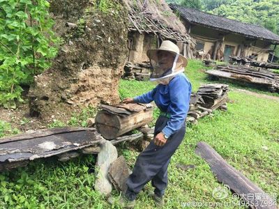 秦岭杨霞蜂蜜真吗(秦岭的土蜂蜜是真的还是假的)