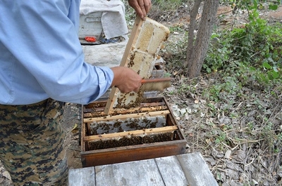 养蜂哪里能买到真蜂蜜吗(我想养蜂在哪买蜂)