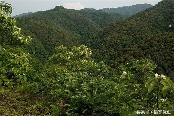 赣州真蜂蜜多少钱一斤啊(赣州哪里有蜂蜜卖)