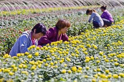 真蜂蜜小包装(蜂蜜外包装)