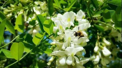 咸阳哪里可以买到真蜂蜜(咸阳蜂窝煤哪里有卖的)