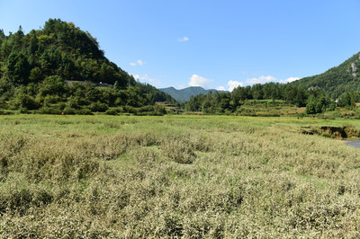 咸丰真祥蜂蜜(咸丰密诏是真的么)