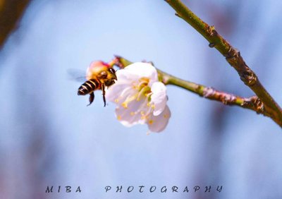 蜂蜜哪个真(蜂蜜那个牌子的好)