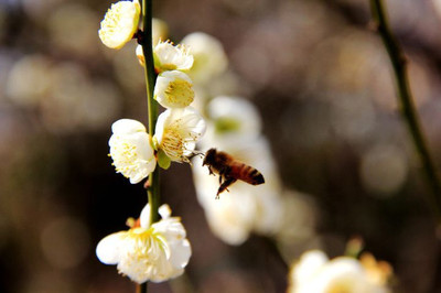 蜂蜜采蜜真兴隆儿歌(蜜蜂采花蜜儿歌)