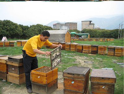 野生真蜂蜜多少钱一斤的简单介绍