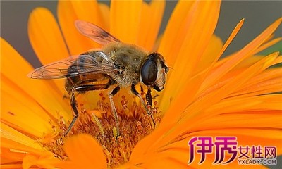 吃真蜂蜜过敏了(吃蜂蜜过敏了怎么办最快方法)