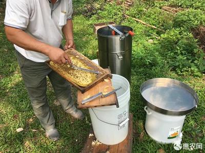 50一斤真蜂蜜贵吗图片(500一斤的蜂蜜)