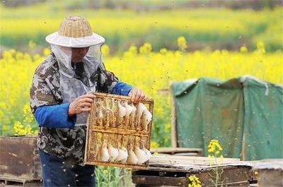 真蜂蜜卫生纸鉴定图片(真假蜂蜜用纸巾直接滴在上面准不准确)